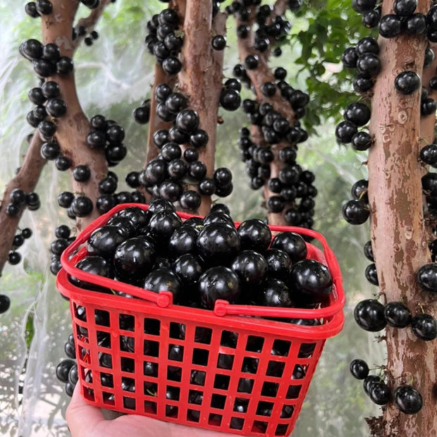 Jabuticaba Seeds