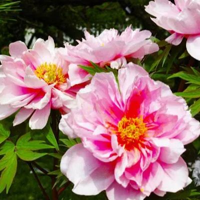 Mixed Color Peony Flower Seeds