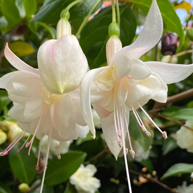 Fuchsia Hybrida Voss Seeds