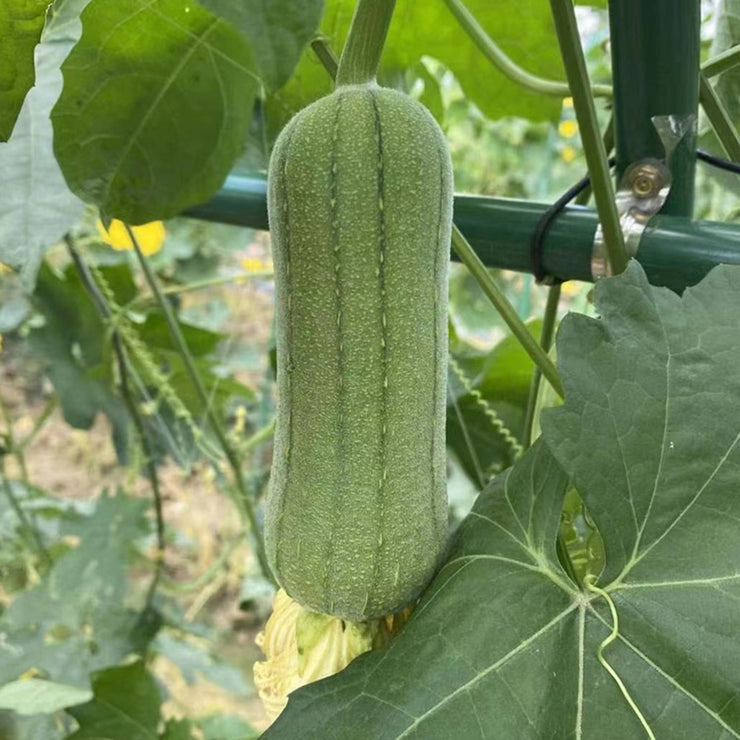 NEW 39%off🥰Luffa (Loofah) Sponge Seeds