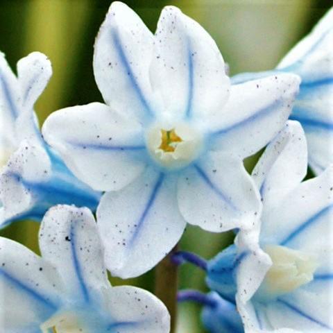 Blue Striped Lily Bulbs~PUSCHKINIA Perennial, Zone 3-9, Plant Now