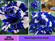 Blue Dragon Rose Seeds-Perennial -Authentic Seeds