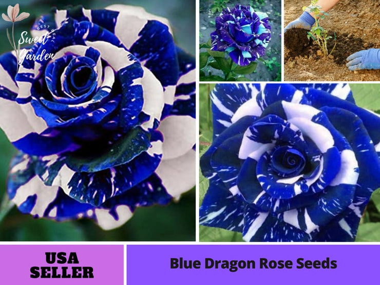 Blue Dragon Rose Seeds-Perennial -Authentic Seeds