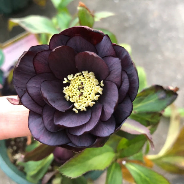 Helleborus Seeds-Black Swan