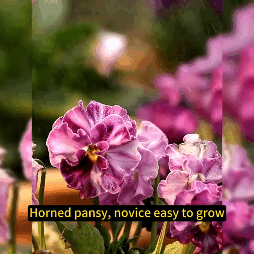 20% OFF Ruffled Horned Pansy(Horned Violet)