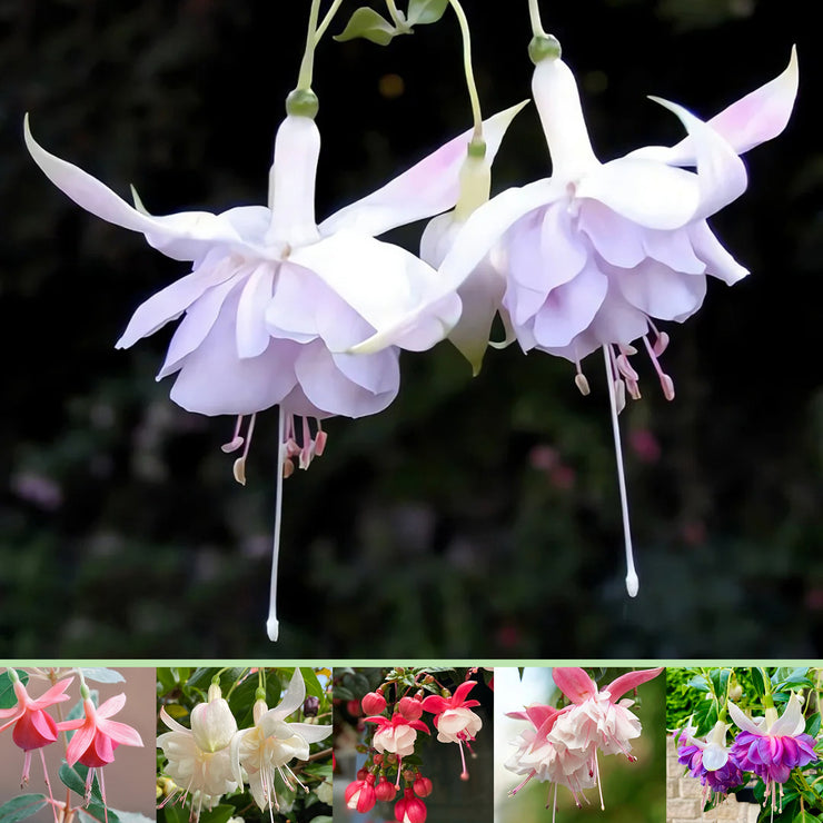 Fuchsia Hybrida Voss Seeds