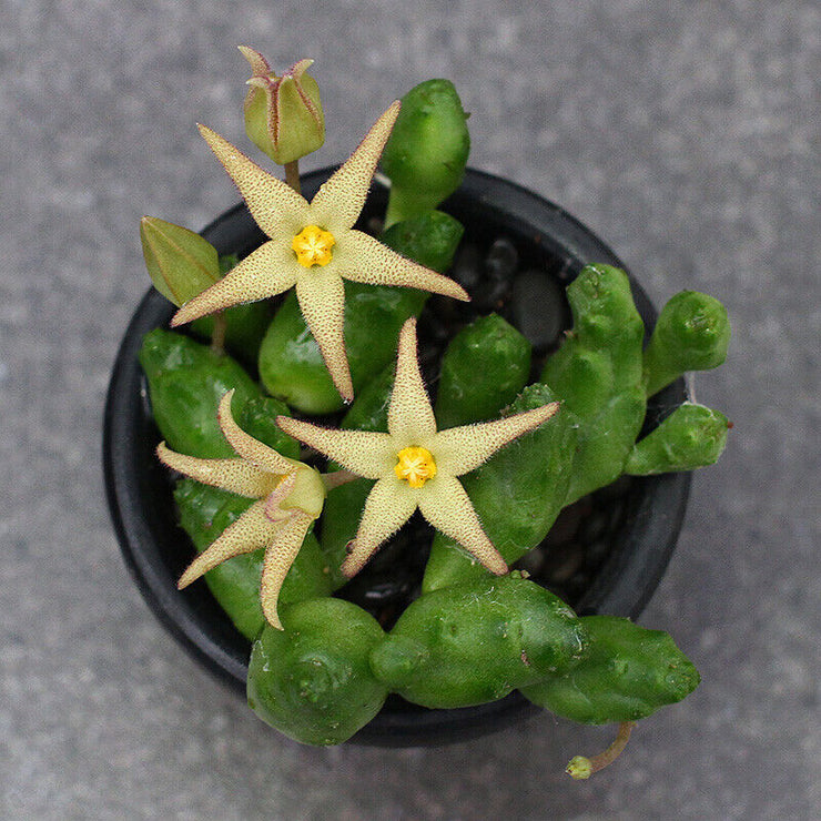 Piaranthus R.Br. Asclepiadaceae succulent Flowering Plants 1head