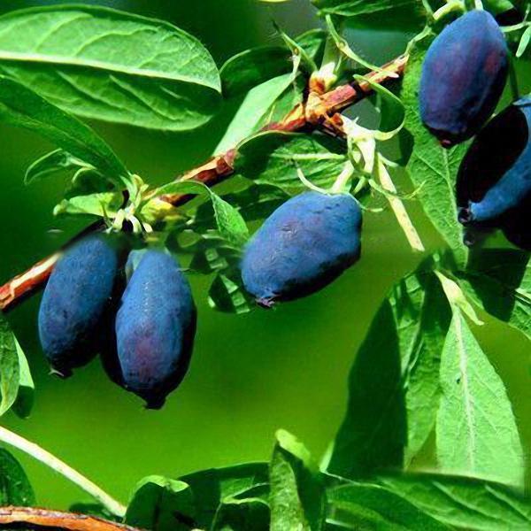 Egrow 50Pcs,100Pcs/Pack Lonicera Caerulea Fruit Seeds Home Garden Plants Honeyberry Blueberry Seeds