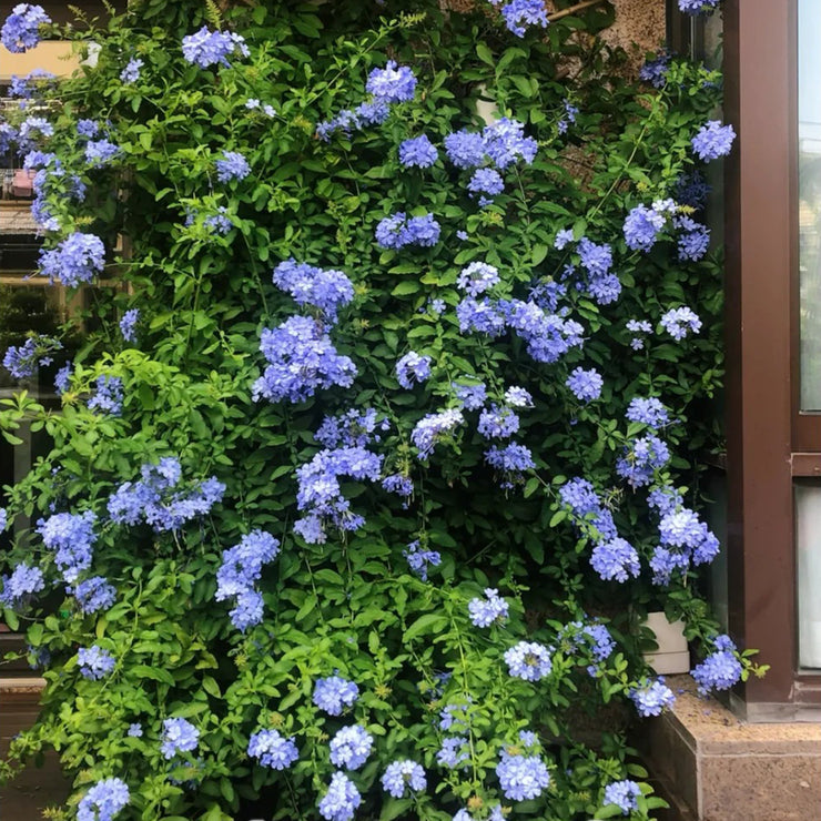 Cape Leadwort Seeds