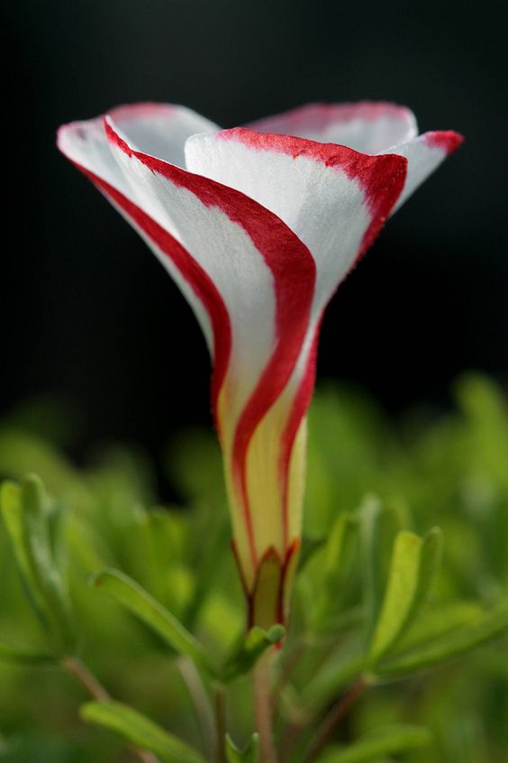 Candy Cane Sorrel Seeds