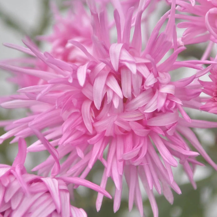 Edo Chrysanthemum Seeds-Precious Pearl