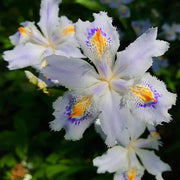 Iris japonica Seeds