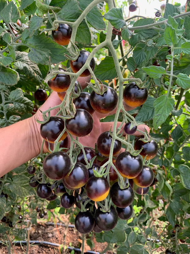 Midnight Snack Cherry Tomato Seeds