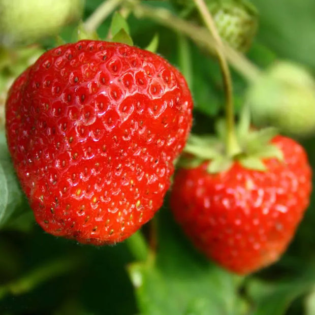 Super Giant Strawberry Fruit Seeds