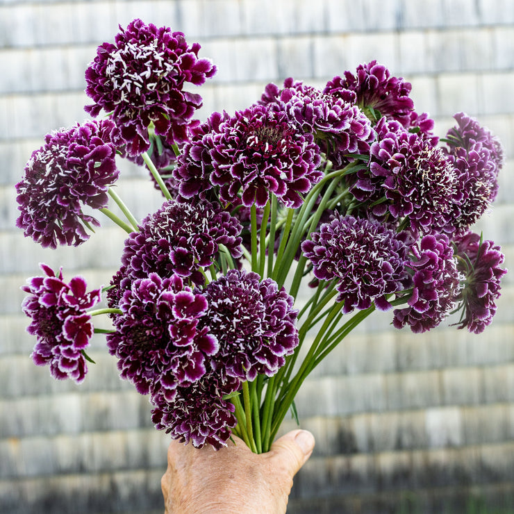 Scabiosa 'FOCAL SCOO Purple Lace' - S1