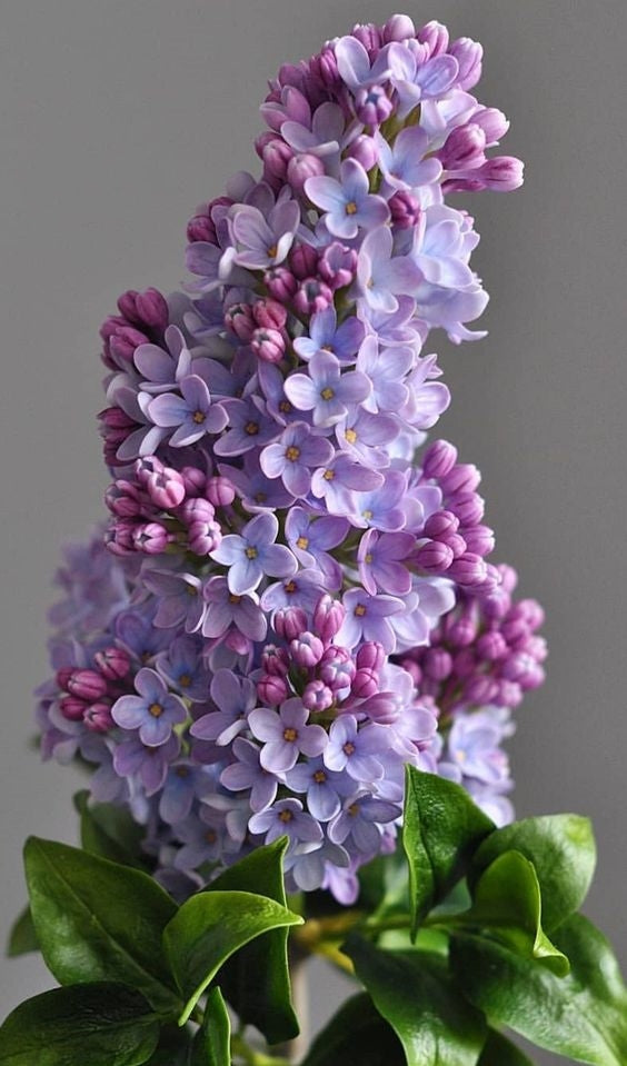Lilacs - Sweetheart