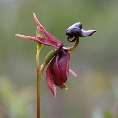 🦆"Major Flying Duck" Dark Purple Orchid Flower Seeds Garden Potted Flower Seeds