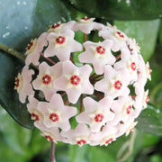 CHUXAY GARDEN Mix Hoya Carnosa-Porcelainflower,Wax Plant 200 Seeds Hardy Apocynaceae Flowering Plant Houseplant Sweetly Scented Flowers White Pink Yellow Green Heirloom Decor Garden