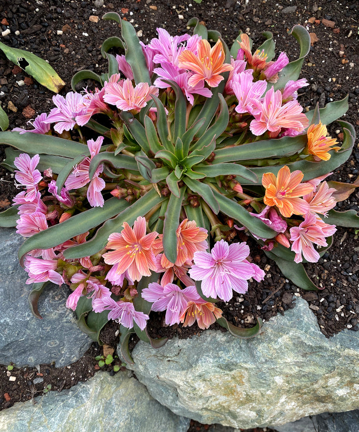 lewisia cotyledon elise mix