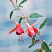 Fuchsia Hybrida Voss Seeds