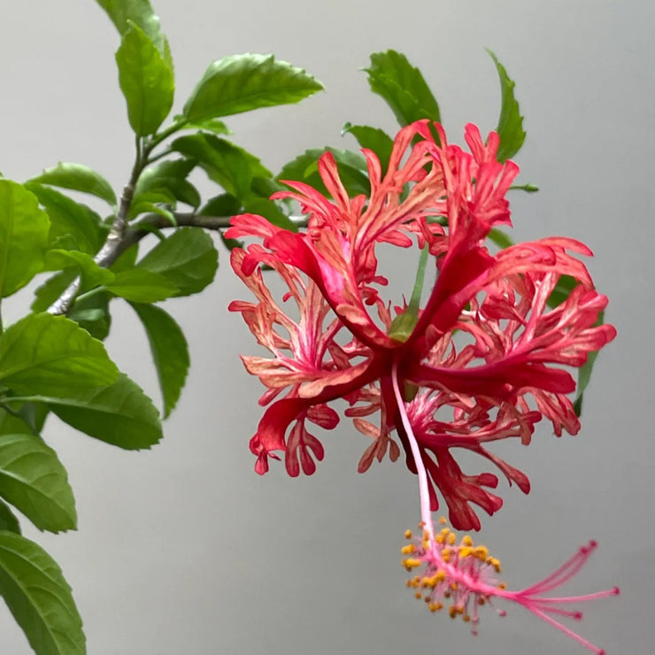 Hibiscus schizopetalus Seeds