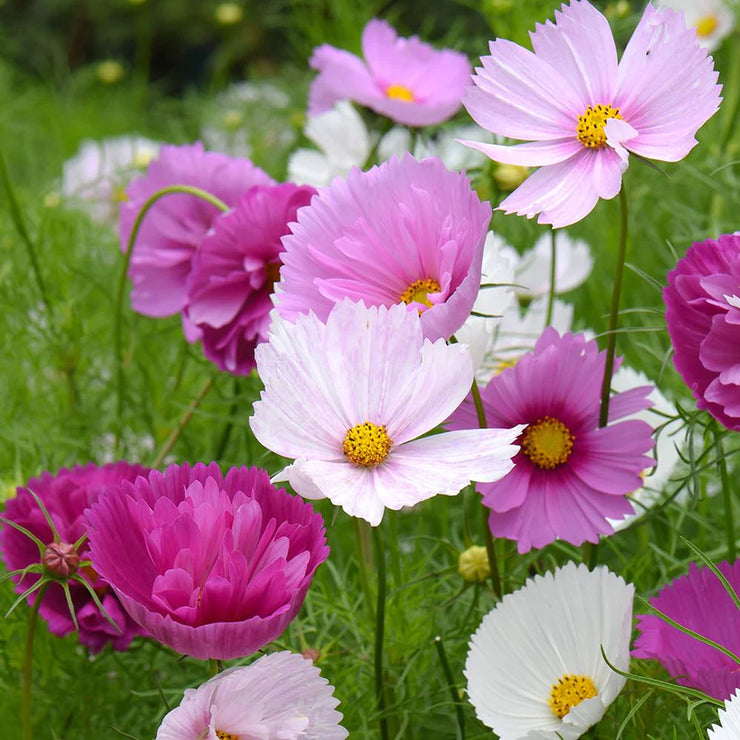 Cosmos 'Cups and Saucers'