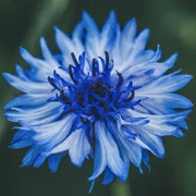 Mixed Color Cornflowers Seeds