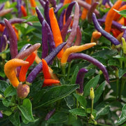 Pepper spicy Garda fireworks 5 PCS fresh seeds, Hot pepper seeds, Spicy pepper seeds, Organic seeds, Non GMO