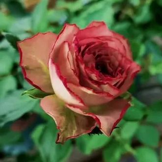 Japanese rare 'British Beats' shrub rose