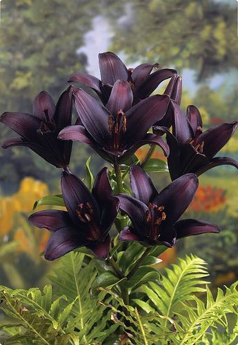 🔥🔥🔥Landini Asiatic Lily Blooming Size Bulb for Beautiful Black Lily Flowers in Your Garden - clarence🔥🔥🔥
