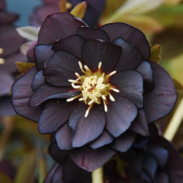 Helleborus Seeds-Black Swan