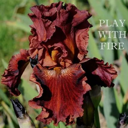 'Play with Fire' Bearded Iris