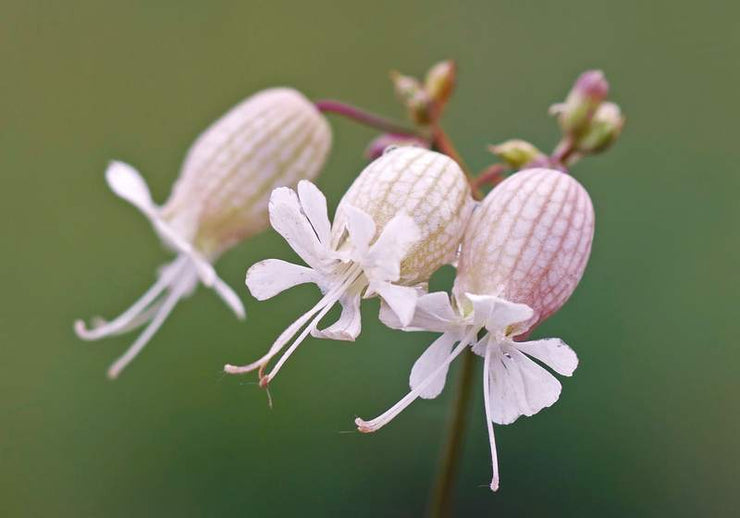 Maidentears - Bladder Campion - Silene vulgaris - 50 seeds