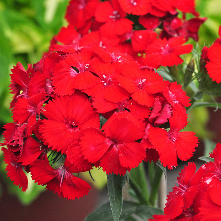 Super cute🤣Dianthus barbatus seeds-Mix color