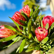 Protea cynaroides Seeds