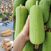 NEW 39%off🥰Luffa (Loofah) Sponge Seeds