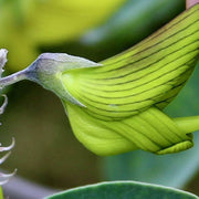 Crotalaria Cunninghamii Seeds