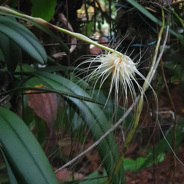 Bulbophyllum Medusae Seeds