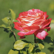 Rosa Peace (Hybrid Tea Rose) Seeds