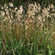 Quaking Grass Seeds