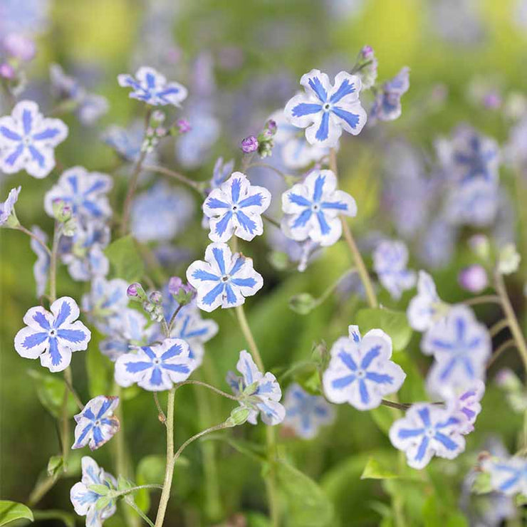 Omphaloides Starry Eyes