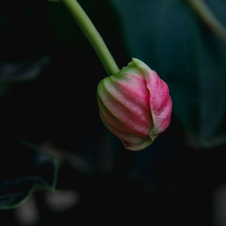 Up to 50%💥Medinilla magnifica seeds