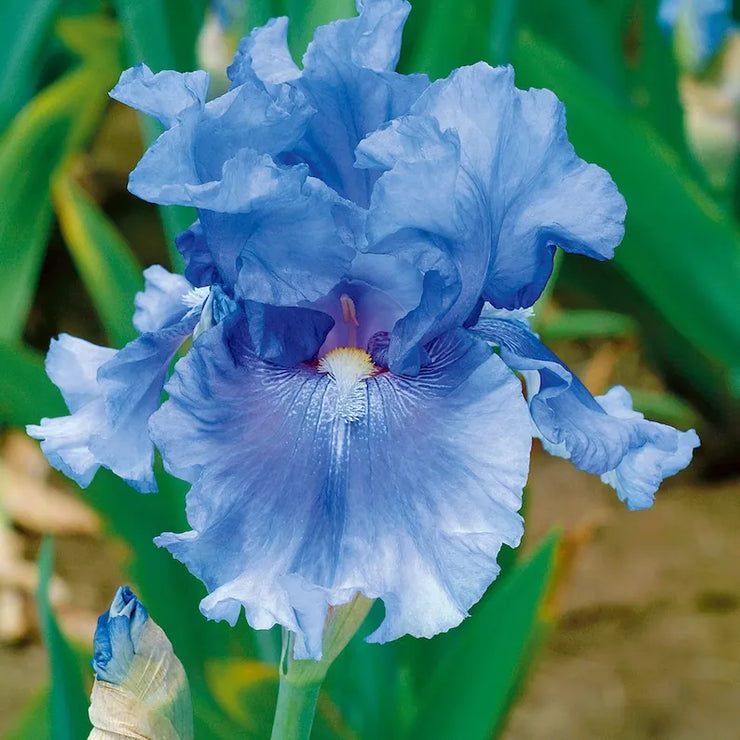 Blue Bearded Iris