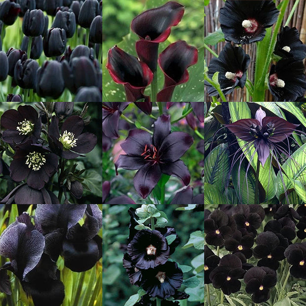 Exclusive Black Wildflower Seed Mix