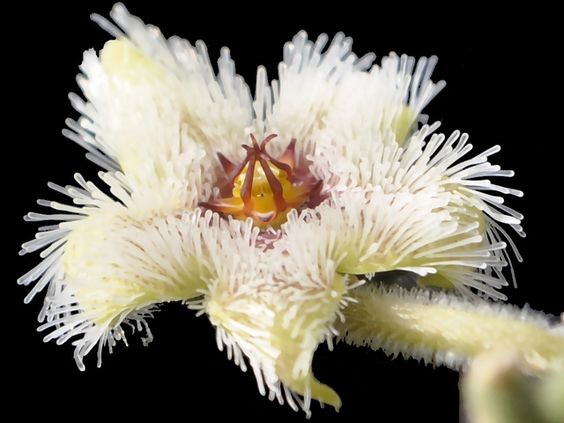 Grandular Star Flower - Stapelia glandulifora - Rare 'Cactus' Seeds - African Star Flower, Nine Star Perennial,Cape Star,Ornithogalum dubium