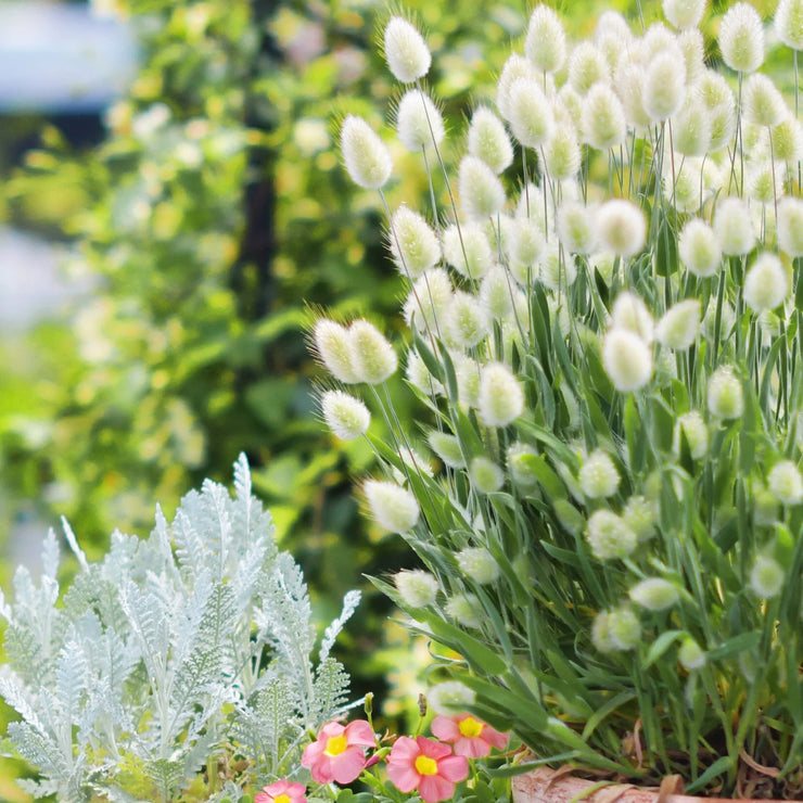 Spring New😍Bunny tail grass