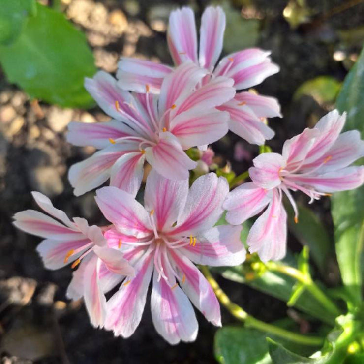 lewisia cotyledon elise mix