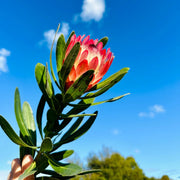 Protea cynaroides Seeds