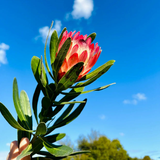 Protea cynaroides Seeds