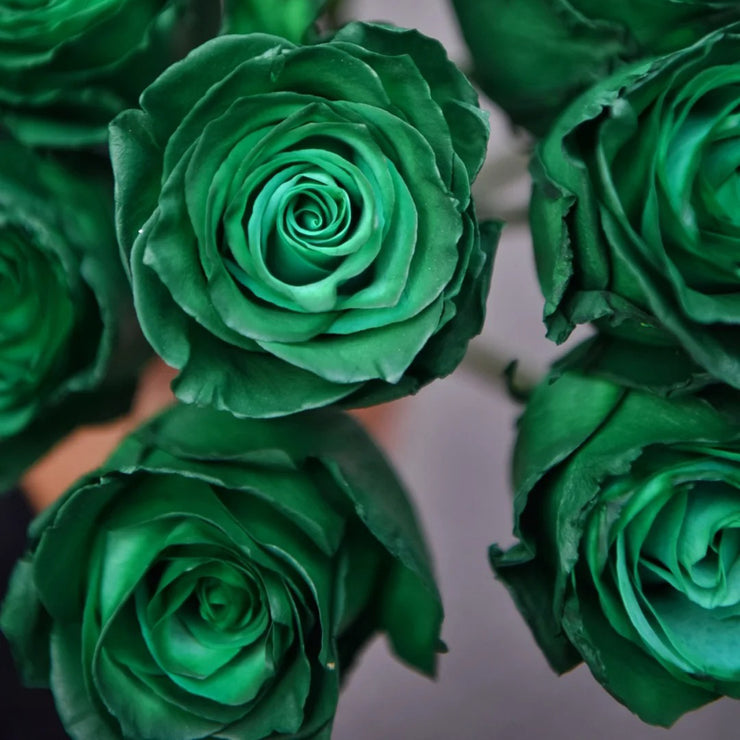 Eldorgua Green Rose Seeds